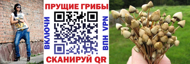 Псилоцибиновые грибы Psilocybe  Купить закладки  Усть-Катав 